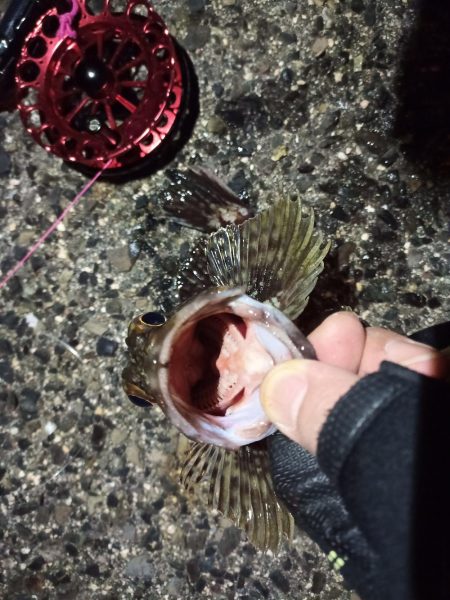 2021/12/10 南港ヘチ釣り~根魚狙い