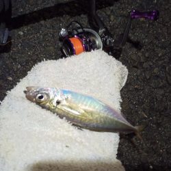 2021/12/11 南港アジング釣行