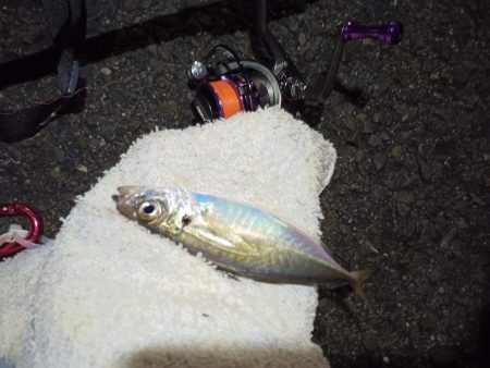 2021/12/11 南港アジング釣行