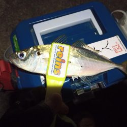 2021/12/15 南港アジング釣行