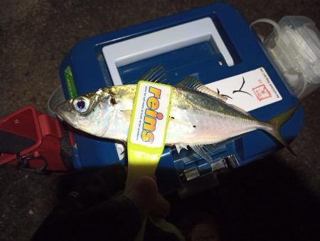 2021/12/15 南港アジング釣行