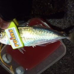 2021/12/18 南港アジング釣行~暴風アジング