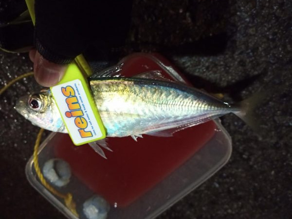 2021/12/18 南港アジング釣行~暴風アジング