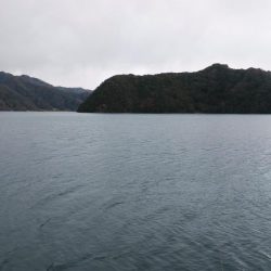 白杉サゴシ続報