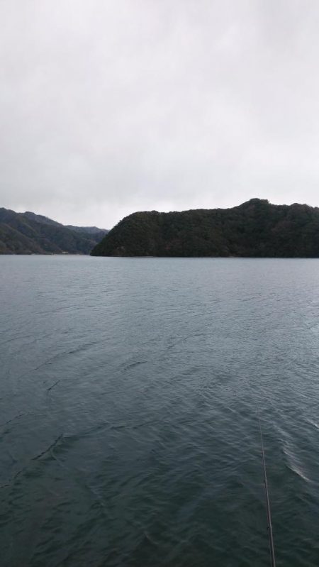 白杉サゴシ続報