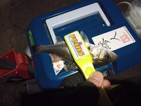 2021/12/19 南港ライトゲーム釣行～風裏での釣り