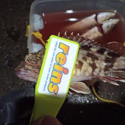 2021/12/20 南港アジング釣行~風の中のアジング