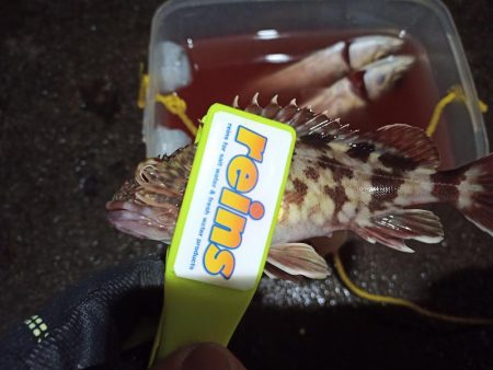 2021/12/20 南港アジング釣行~風の中のアジング