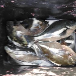 フカセ‥最高ですネ・・