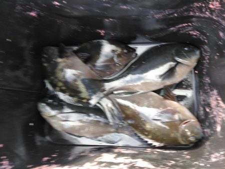 フカセ‥最高ですネ・・