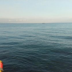 ジグ単アジング