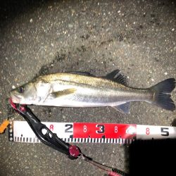 シーバス 降雪の後