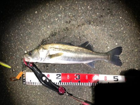 シーバス 降雪の後