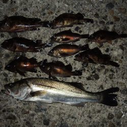 初冬のエビ撒き釣り　最後にハネ