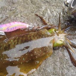 3回連続第1投目ヒット~⤴️