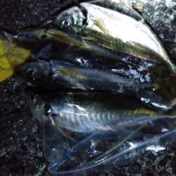 尺アジ！！大サバ！！