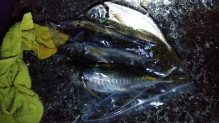 尺アジ！！大サバ！！