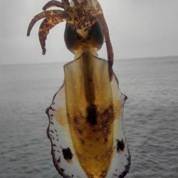 まだ居てました⤴️