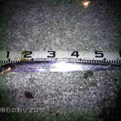 大サバ居ました!