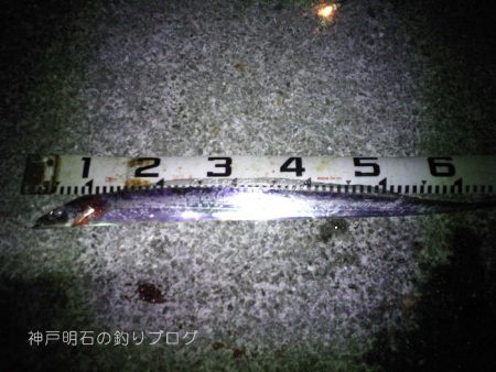 大サバ居ました!