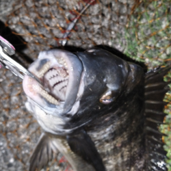 居着きチヌを狙って