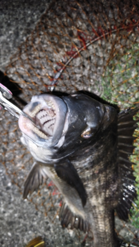 居着きチヌを狙って