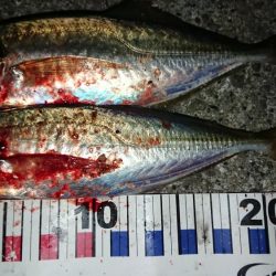 メバル狙いのはずが・・・