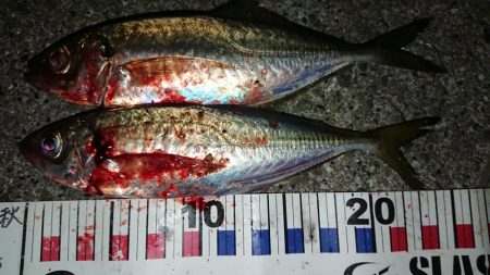 メバル狙いのはずが・・・