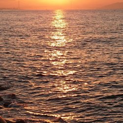 飲ませ釣りでハマチ