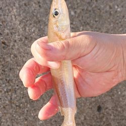 飲ませ釣り終盤戦