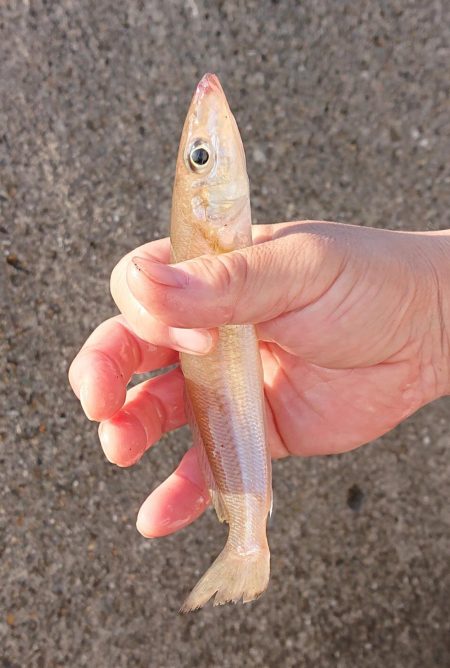 飲ませ釣り終盤戦