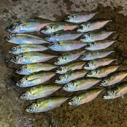デカアジ渋いけど豆アジで数稼ぎ
