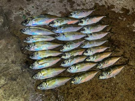 デカアジ渋いけど豆アジで数稼ぎ