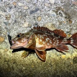 ヒイカ終了！？の後はメバル調査！翌日ショアジギング