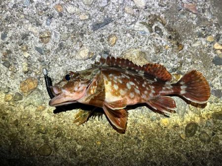 ヒイカ終了！？の後はメバル調査！翌日ショアジギング