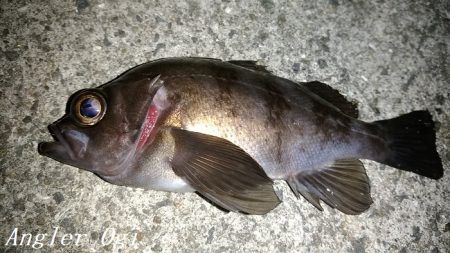 エビ撒きは強い！良型も登場