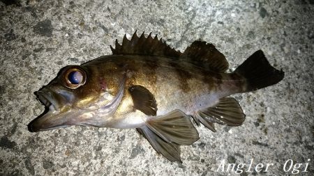 エビ撒き釣りで21㎝含む5匹のメバル