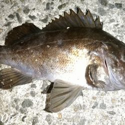 エビ撒きは強い！良型も登場