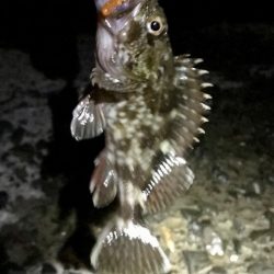 ジグ単でガシラ