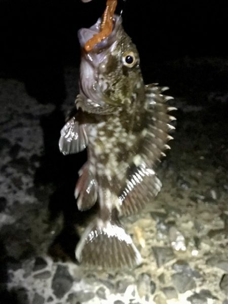 ジグ単でガシラ