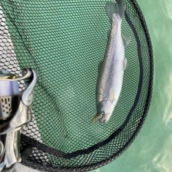 かめプーでエリアトラウト