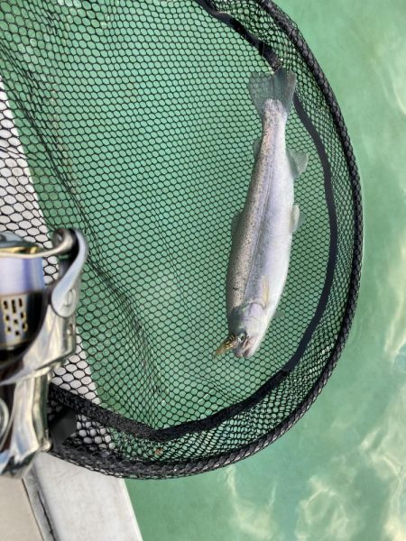 かめプーでエリアトラウト