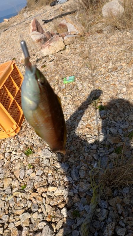 島に渡ってみました〜