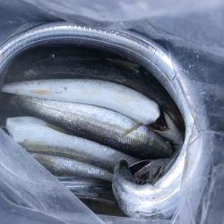 ショアジギングで太刀魚、カマス、アジGET