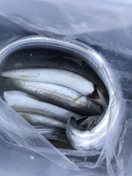 ショアジギングで太刀魚、カマス、アジGET