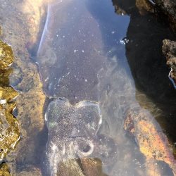 フカセ釣りの合間に