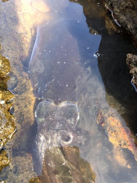 フカセ釣りの合間に