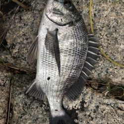 イチノ兄弟、釣果!