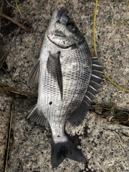 イチノ兄弟、釣果!