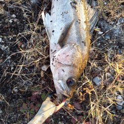 二日連続ランカーゲット